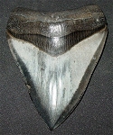 11,0 cm