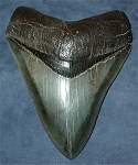 11,0 cm