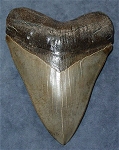 11,2 cm