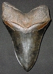 14,9 cm