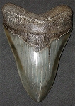 14,9 cm