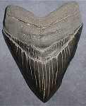 14,0 cm