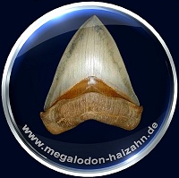 www.megalodon-haizahn.de - WELTKLASSE MEGs von Frank