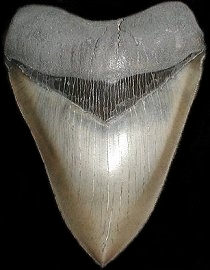 Megalodon