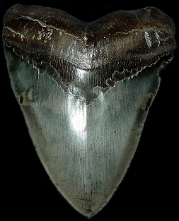 Upper Principal 15,5 cm