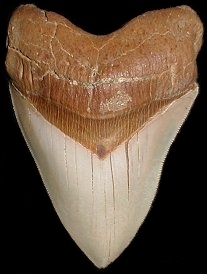 Chile Megalodon