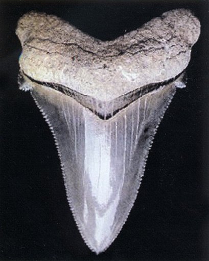 C. angustidens